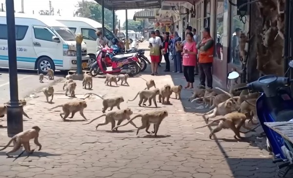 Борьба полиции с обезьянами в туристическом городе Таиланда: рогатки и транквилизаторы